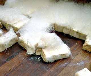 ����ë����