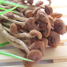 �质������