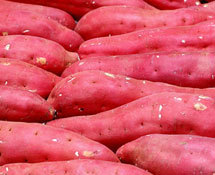 ��Ͽ����