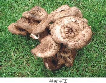 ���ϻ��ƾ�