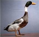 ������Ѽ