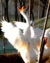 �����׶�