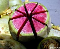 ����˼���ܲ�