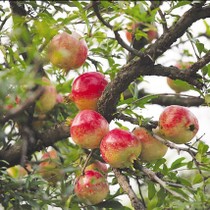 ����ʯ��