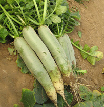 �������ܲ�