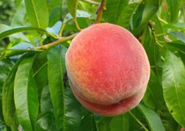 ����ˮ����