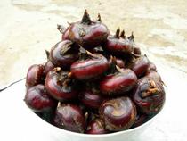 ����ݩ��