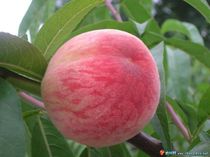 ���ˮ����