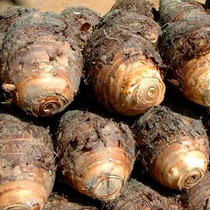 ������ɳ��