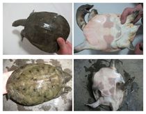 �ں�����