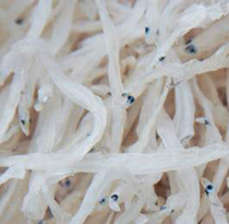 �ں�����