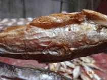 ��Ѭ����