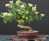 ���ܡ��辰