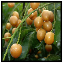 ������Ļ�Ƥ