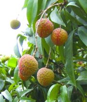 �����ǹ��̡���֦