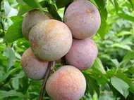 �ӻ�������