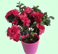 ����ʱ�ž�