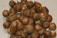 ��ɽ����