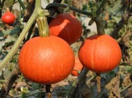 �����Ϲ�