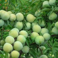 �ŷ�����