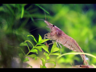 ������Ϻ