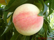 ����ˮ����