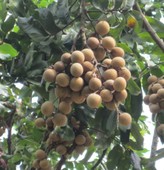 ��ɽ����