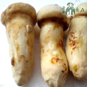 ���ɹ�����