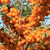 ����ɳ��