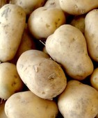 �����첼������