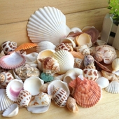 ����ϵ��