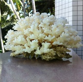 ����ɺ��