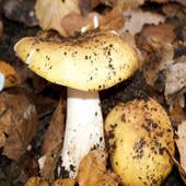 Ұ��������