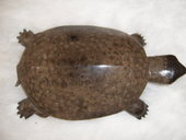 ����ʯ��