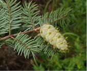 ������ɼ