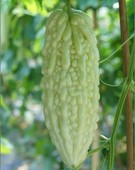 ��ɽ��׿��