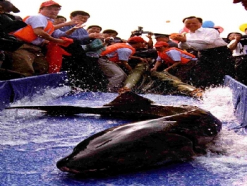 �˲��л���԰