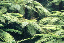 �Թ�����项�