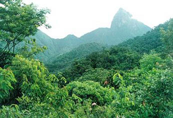 �Ӱ�����ɭ�ֹ�԰