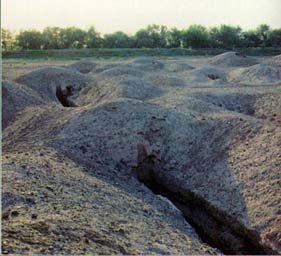 ��˹���ǹ�ĹȺ