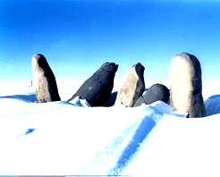 ����̩��ľ���п�Ĺ