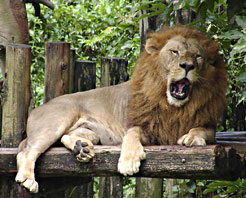 ̨����������԰