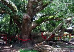 �帣������ľ