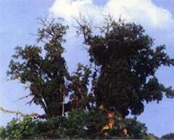 ����ëĹ��ַ