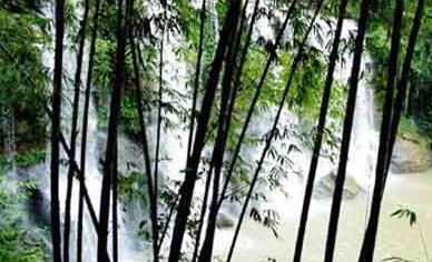 �󲨿�˹��ɭ��