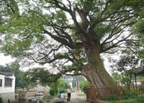 ��ɽ������