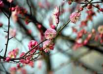 ÷԰��ɽ�羰��