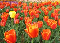 ��յ�����㻨԰