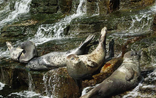 ���غ�������