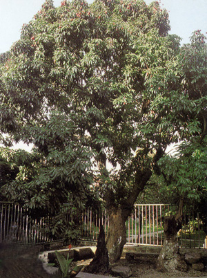 �����μ��������